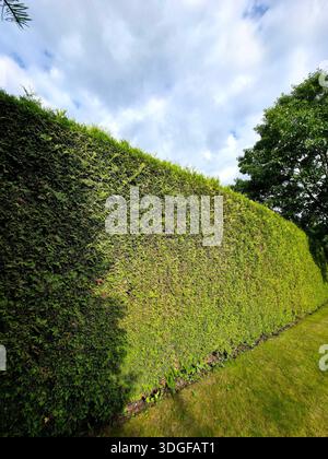 A tall and dense living fence made of emerald green arborvitae, Thuja occidentalis Smaragd, evenly trimmed and filling the frame with its tight green Stock Photo