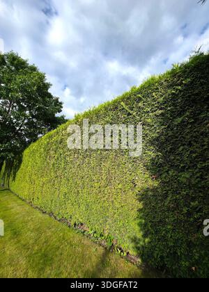 A tall and dense living fence made of emerald green arborvitae, Thuja occidentalis Smaragd, evenly trimmed and filling the frame with its tight green Stock Photo
