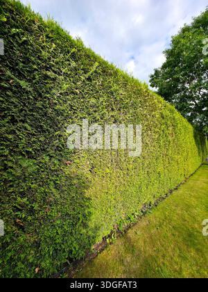 A tall and dense living fence made of emerald green arborvitae, Thuja occidentalis Smaragd, evenly trimmed and filling the frame with its tight green Stock Photo