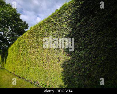 A tall and dense living fence made of emerald green arborvitae, Thuja occidentalis Smaragd, evenly trimmed and filling the frame with its tight green Stock Photo