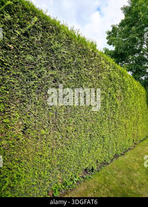 A tall and dense living fence made of emerald green arborvitae, Thuja occidentalis Smaragd, evenly trimmed and filling the frame with its tight green Stock Photo