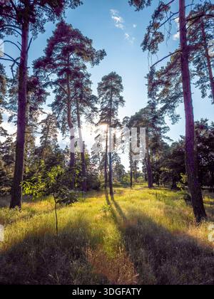 A sunlit pine forest with tall, slender trees reaching towards a blue sky with some clouds, casting long shadows across a grassy clearing. Stock Photo