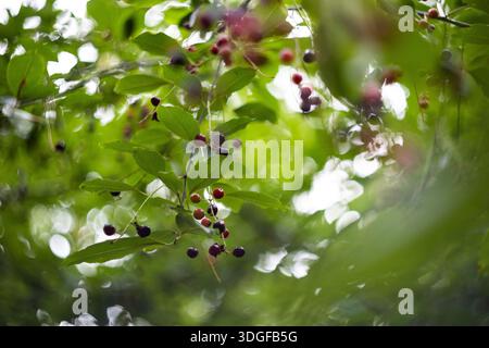 A low-angle, selective focus shot of small, dark wild berries, possibly black cherry (Prunus serotina), hanging from a tree. The berries are ripening Stock Photo