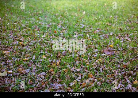 A natural background of a green lawn covered with many dry, brown, and yellow fallen autumn leaves. The grass peeks through the colorful foliage in a Stock Photo
