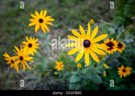 High angle top view of several vibrant yellow Rudbeckia coneflowers, also known as black-eyed Susans, blooming in a summer garden against a soft, blur Stock Photo