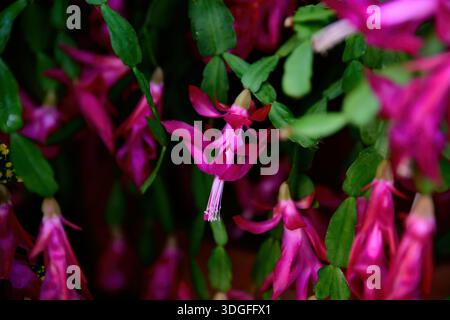 Fuchsia colored Schlumbergera buckleyi flowers blooming indoors with layered petals vivid tropical cactus ornamental plant close up detail Stock Photo