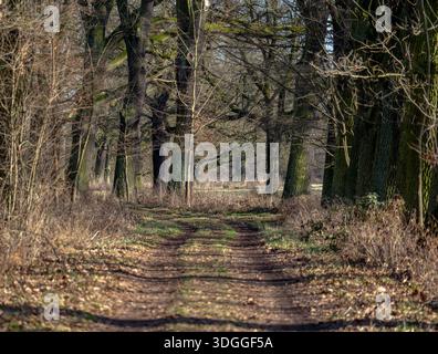 Rustic Dirt Road Winding Through Dense Deciduous Forest Stock Photo