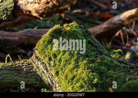 Vibrant Green Moss Covering Old Tree Trunk in Sunlight Stock Photo