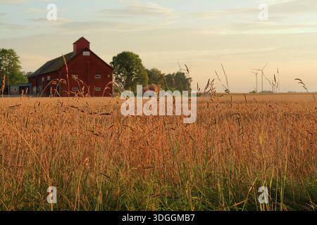 Farm life at golden hour during sunny summer evening in July. Large fields of wheat crops. Near Skara, Sweden. Stock Photo