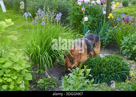 German shepherd digs a hole in the flower garden, the dog hides from the heat in summer Stock Photo