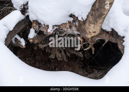 A tree stump is covered in snow and surrounded by roots. Concept of decay and the passage of time Stock Photo