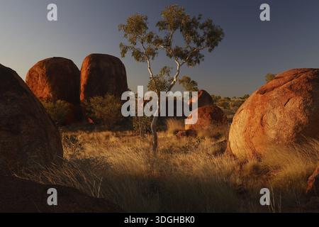 Natural landscape with distinctive large rocks and a lonely tree in warm sunlight, zero Stock Photo