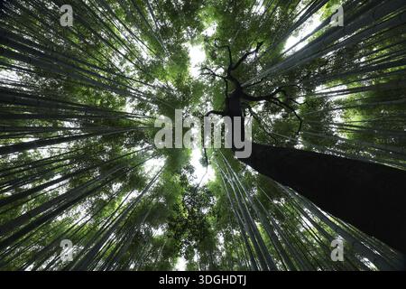 Looking up through the tall bamboo tops in the Arashiyama bamboo forest, Kyoto, Arashiyama, Japan Stock Photo