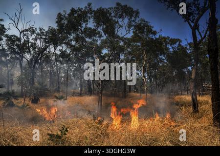 Flames and smoke surround trees in a blazing forest fire in Kakadu National Park, Kakadu National Park, Northern Territory, Australia Stock Photo