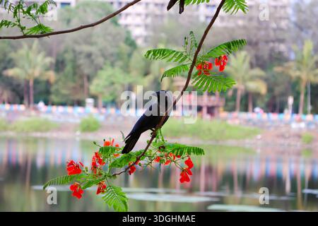 Picture of a crow sitting on branch of a tree. Stock Photo