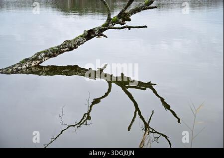 The trunk of a fallen dead tree is reflected in the wate Stock Photo