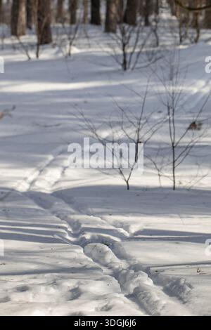 Ski tracks wind through fresh snow in a sunny winter forest. Long shadows create beautiful patterns on the bright, untouched ground, capturing the tra Stock Photo