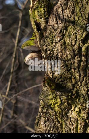 Shelf fungi, covered in green moss, grow on the rugged bark of an old oak tree. Sunlight highlights the intricate textures of the parasitic fungi and Stock Photo