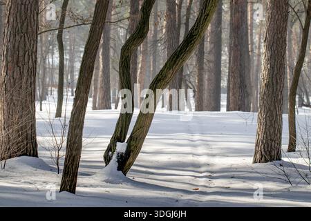 A tranquil winter pine forest with snow-covered ground and long shadows from the trees. Sunlight filters through the haze, creating a peaceful, serene Stock Photo