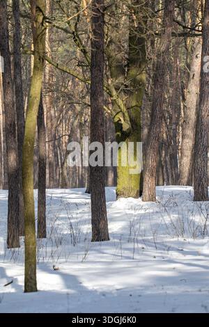 A moss-covered oak tree stands out in a snowy forest, its vibrant green bark contrasting with the surrounding pine trees. Sunlight highlights the anci Stock Photo