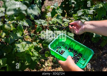 A person is harvesting ripe blackcurrants by hand, picking them directly from the bush into a green plastic container. This scene captures the manual Stock Photo