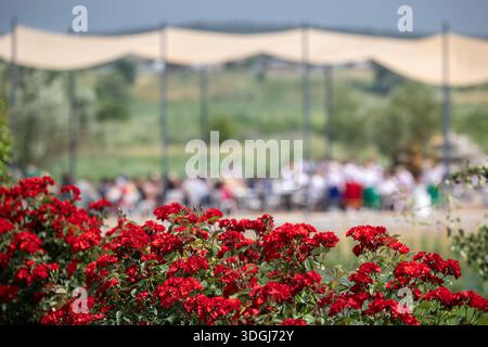 Vibrant red roses are in full bloom, with a large outdoor event blurred in the background. A crowd is gathered under a canopy for a celebration, confe Stock Photo