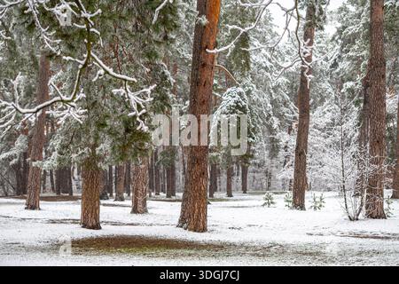 Snow covers the ground and branches in a tranquil pine forest. Tall tree trunks stand amidst the fresh snowfall. The winter landscape highlights the s Stock Photo
