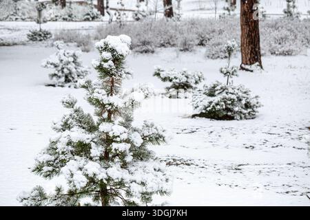 Small pine trees are heavily laden with fresh snow in a winter park landscape. The tranquil scene highlights the serene beauty of nature during the co Stock Photo