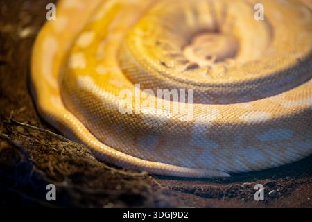 A macro shot of a coiled yellow and white python, focusing on the intricate texture of its scales. The elegant spiral shape creates a mesmerizing and Stock Photo