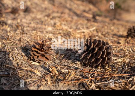 A close-up ground-level shot of fallen pine cones resting on a bed of dry brown pine needles. The scene is illuminated by warm sunlight, highlighting Stock Photo