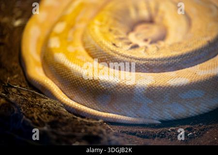 A macro shot of a coiled yellow and white python, focusing on the intricate texture of its scales. The elegant spiral shape creates a mesmerizing and Stock Photo