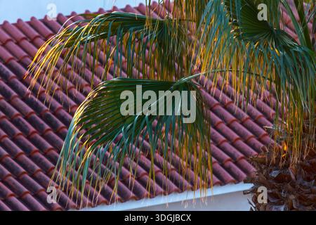 Sunlit palm tree fronds are highlighted with golden light against a traditional red terracotta tile roof. This warm scene evokes the peaceful atmosphe Stock Photo