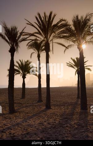 The silhouettes of palm trees on Platja de Ponent beach in Benidorm during a golden sunrise. The sun peeks through the fronds, casting long shadows ac Stock Photo