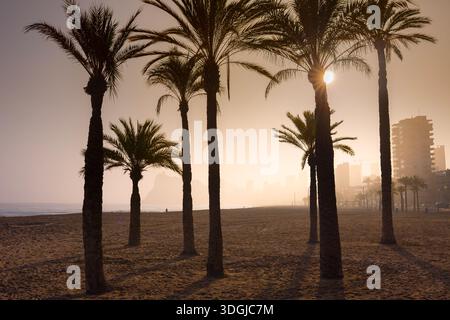 The silhouettes of palm trees on Platja de Ponent beach in Benidorm during a golden sunrise. The sun peeks through the fronds, casting long shadows ac Stock Photo