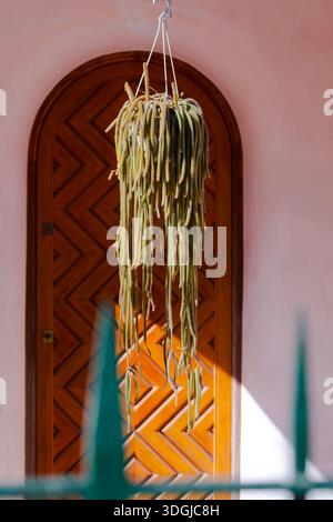 A hanging Rat Tail Cactus (Aporocactus flagelliformis) in front of an elegant arched wooden door with a chevron pattern. A concept of unique home deco Stock Photo