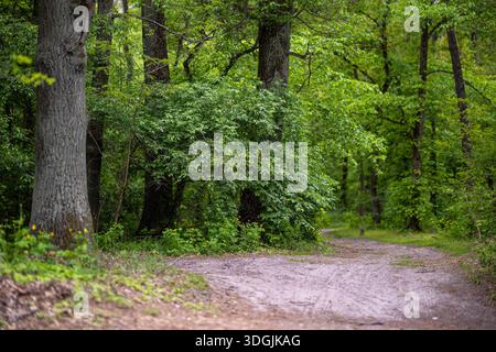 A winding dirt path curves through a dense summer forest of oak and elm trees in Kyiv, Ukraine. The scene is filled with lush green foliage. Stock Photo