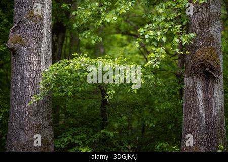 A view of elm and Black Cherry tree branches between two massive oak trunks in a mixed forest. The lush green foliage of the scene is captured in deta Stock Photo