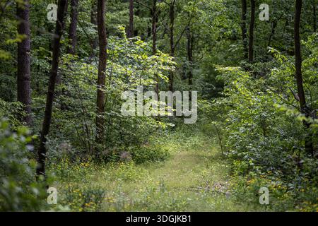 A narrow dirt path covered with fallen leaves winds through a dense forest. The trail is lined with small yellow wildflowers and lush green foliage. Stock Photo