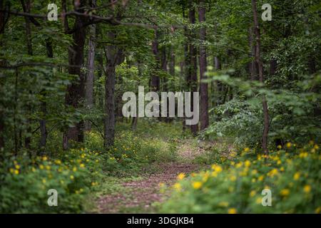 A narrow dirt path covered with fallen leaves winds through a dense forest. The trail is lined with small yellow wildflowers and lush green foliage. Stock Photo