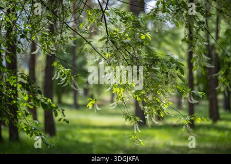 A branch of a blooming Black Cherry tree - Prunus serotina, commonly wild black cherry, rum cherry, or mountain black cherry with drooping clusters of Stock Photo