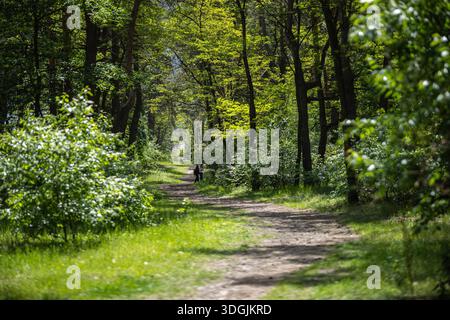 A dirt path winds through a sunlit Partisan Glory Park in Kyiv, Ukraine. The trail is surrounded by lush green trees and bushes, with dappled light fi Stock Photo