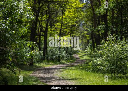 A dirt path winds through a sunlit Partisan Glory Park in Kyiv, Ukraine. The trail is surrounded by lush green trees and bushes, with dappled light fi Stock Photo