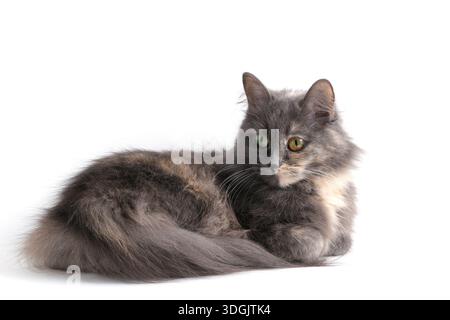 Tortoiseshell colored cat with multicolored eyes, on white background, studio photo Stock Photo