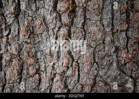 A high-resolution close-up of aged tree bark with deep vertical fissures, grey-brown tones, and subtle moss growth. Perfect for natural backgrounds. Stock Photo