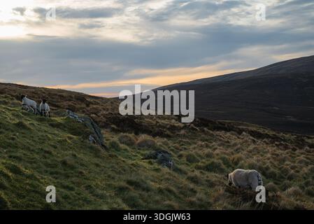 A serene landscape featuring sheep on a grassy slope of Ben Lomond with the sun setting behind distant Scottish mountains. Stock Photo