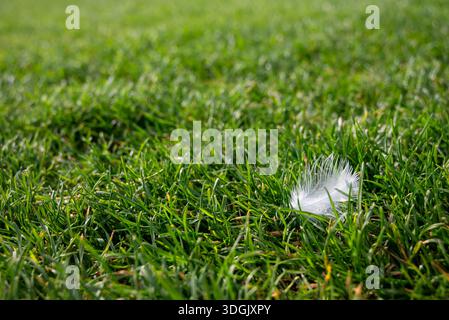 A delicate white down feather lying on a vibrant green Scottish lawn, symbolizing peace and lightness in a natural outdoor setting. Stock Photo
