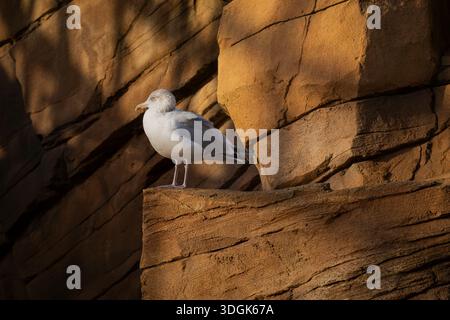 European herring gull standing on a sunlit rocky ledge, surrounded by warm-toned coastal cliffs. European herring gull perched on coastal rocks. Stock Photo
