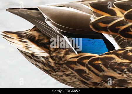Female Mallard close-up showing diagnostic blue speculum with white borders Stock Photo