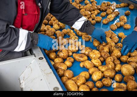 Factory workers in blue gloves sort pre-washed potatoes on a blue conveyor belt. This is part of the quality control and sorting process in a high-qua Stock Photo