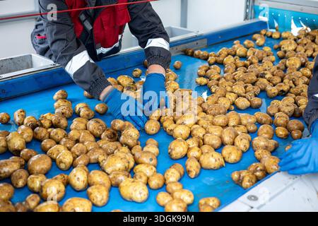 Factory workers in blue gloves sort pre-washed potatoes on a blue conveyor belt. This is part of the quality control and sorting process in a high-qua Stock Photo